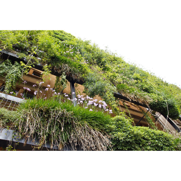 Hokku Designs Green Wall Wayfair Canada